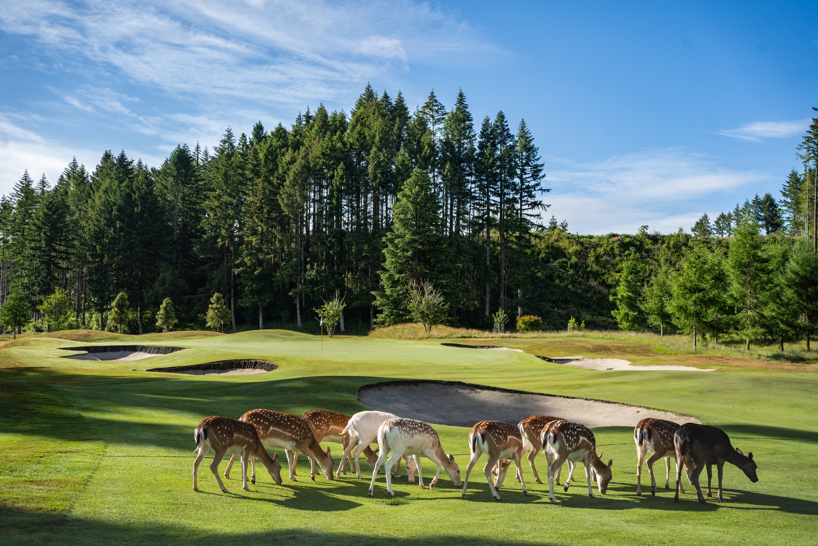 Wairakei Golf and Sanctuary Tour